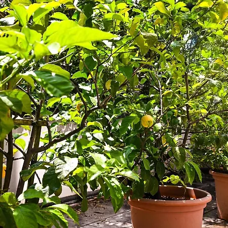 Апартаменти One Only View Лугано