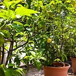 Daire Luxury Lake View Motta Apartment In Lugano Lugano